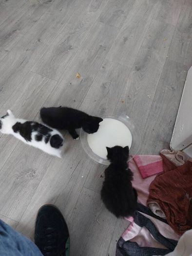 Kittens Looking Loving Home