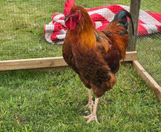 Poultry