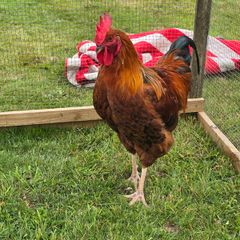 Poultry