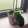 IKEA Artificial Plant + Pot Image 5