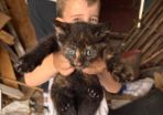 Kittens