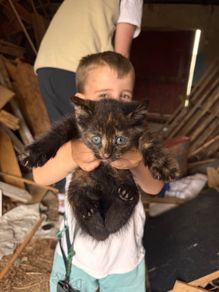 Kittens