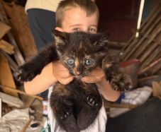 Kittens