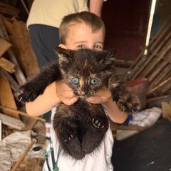 Kittens