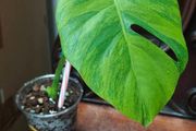 No.7 Baby Monstera Green On Green