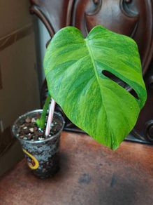 No.7 Baby Monstera Green On Green