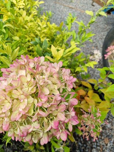 Hydrangeas
