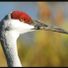 crane