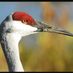 crane