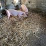 Pigs, weiner pigs Image 2