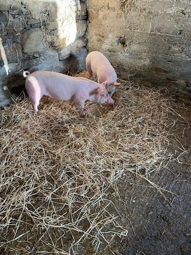 Pigs, weiner pigs