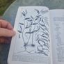 The Carnivorous Plants (paperback) Image 2