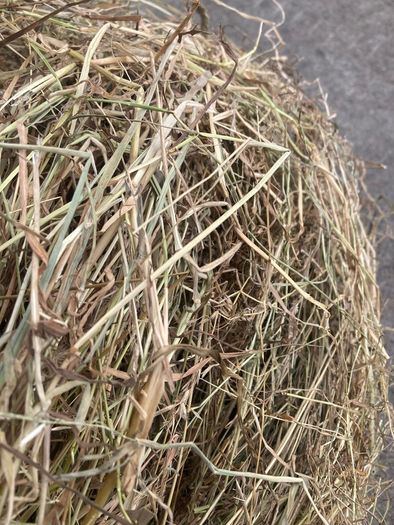 top quality hay
