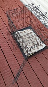 Dog Crate (medium size dog)
