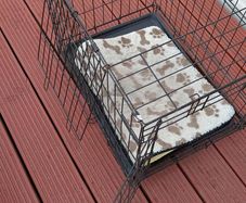 Dog Crate (medium size dog)