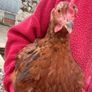 Young rooster Image 3