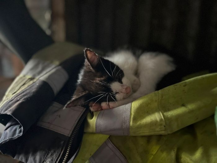 Playful Kittens Looking for Loving Homes