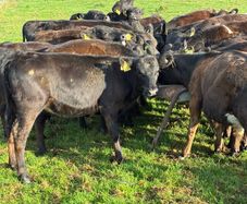AA reared Calfs