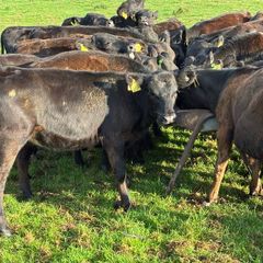 AA reared Calfs