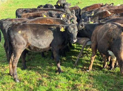 AA reared Calfs