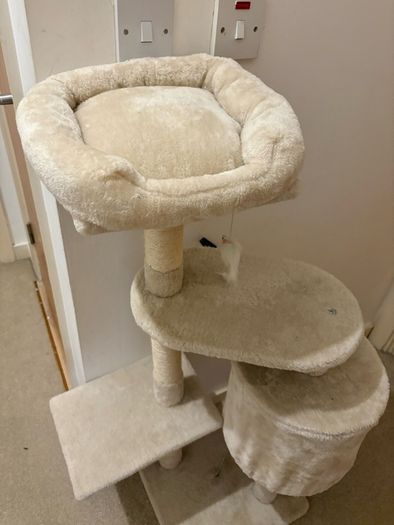 cat climbing tree