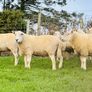 Cheviot Rams Image 7