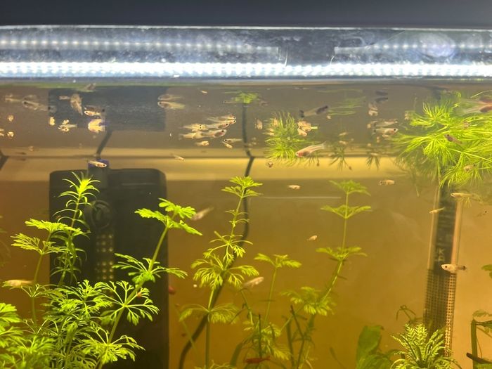 fish