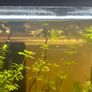 fish Image 3