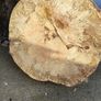Premium Spalted Beech Wood Slabs 5 Years Air Dried Image 3