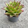 plant Image 3