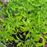 Tomato Plants Free Image 4