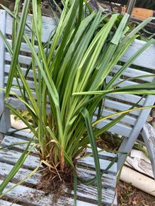 Free ornamental grass (lesser pondsedge)