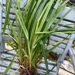 Free ornamental grass (lesser pondsedge)