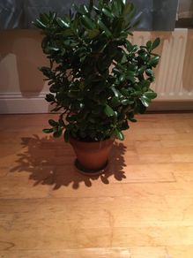 Beautiful Crassula (Money Tree) Plant, 12 years old
