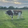 Purebred Simmental bull Image 7