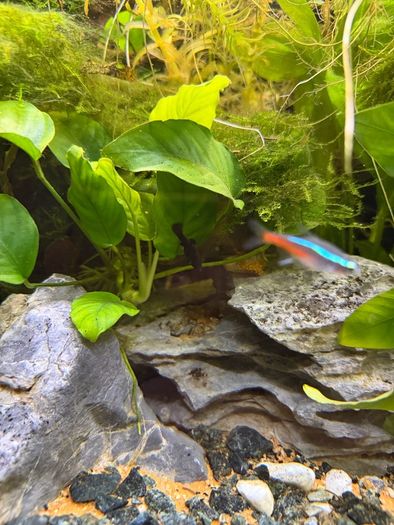 Fish Tank And stand with fish and plants
