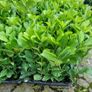 Laurel Hedging Image 4