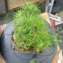 Japanese larch bonsai start material Image 6