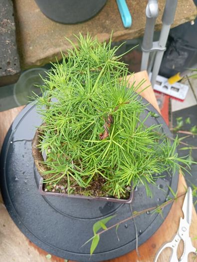 Japanese larch bonsai start material