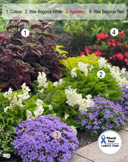 (A) Ageratum Blue Seeds 0,5g (185547)