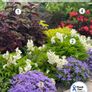 (A) Ageratum Blue Seeds 0,5g (185547) Image 3