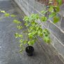 Hazelnut tree Image 3
