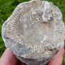 Big Coral fossil w/ complete silicification, mineral replacement, calcium carbonate to silica. Image 3