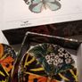 Magpie Biologica Ceramic Butterfly Espresso Set - 2 cups and matching saucers - Brand new Image 4