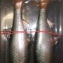 Savage Gear 3D River Roach paddle tail 18cm Image 3