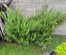 fresh cut rosemary