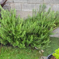 fresh cut rosemary