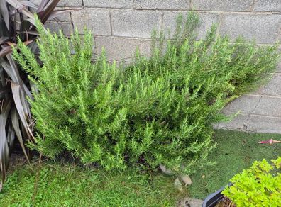 fresh cut rosemary