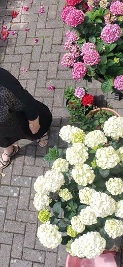 garden plants