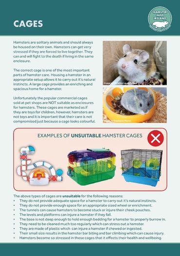 Hamster Care Guide